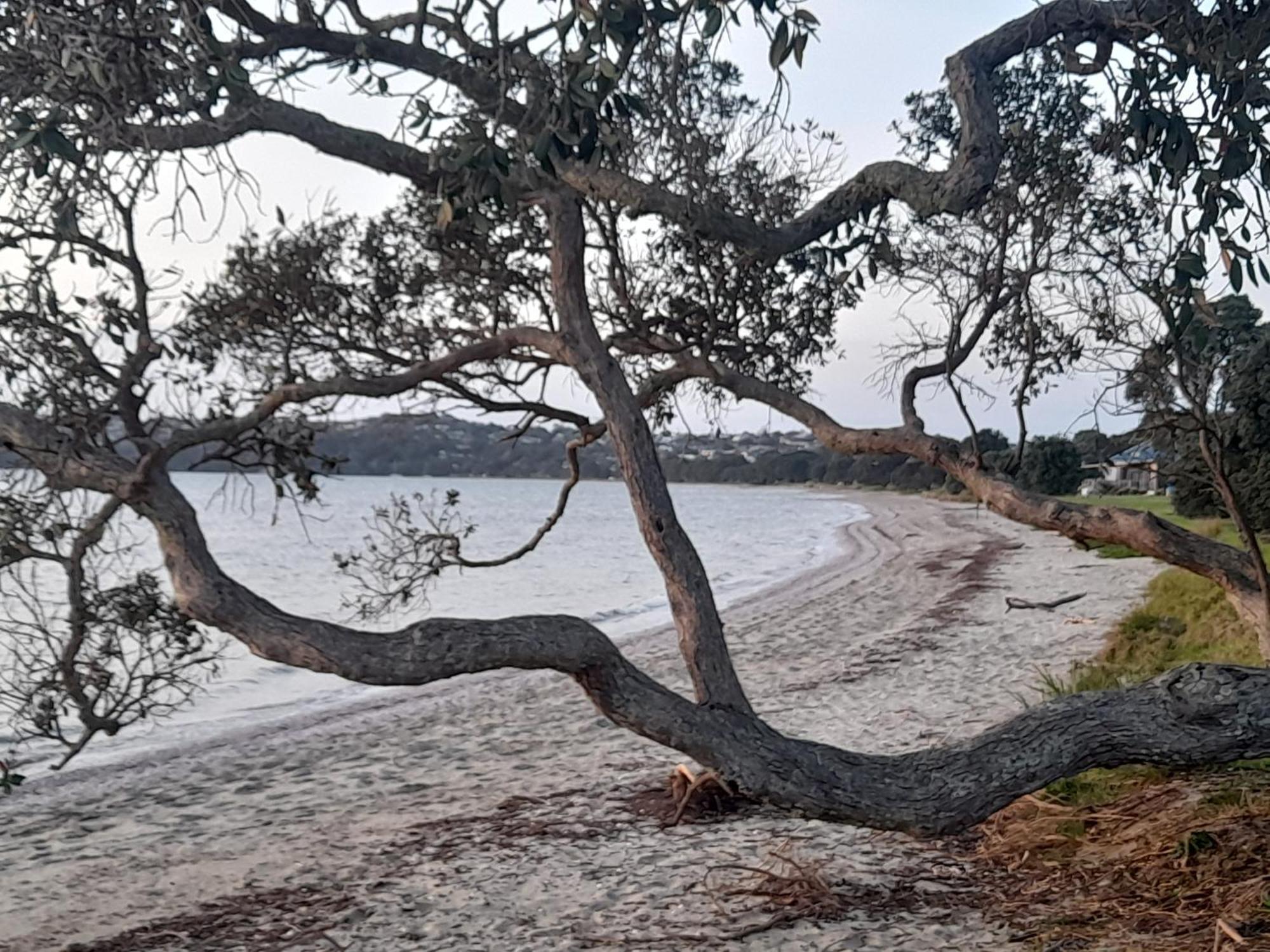 Kawau View Studio Hotell Snells Beach Eksteriør bilde